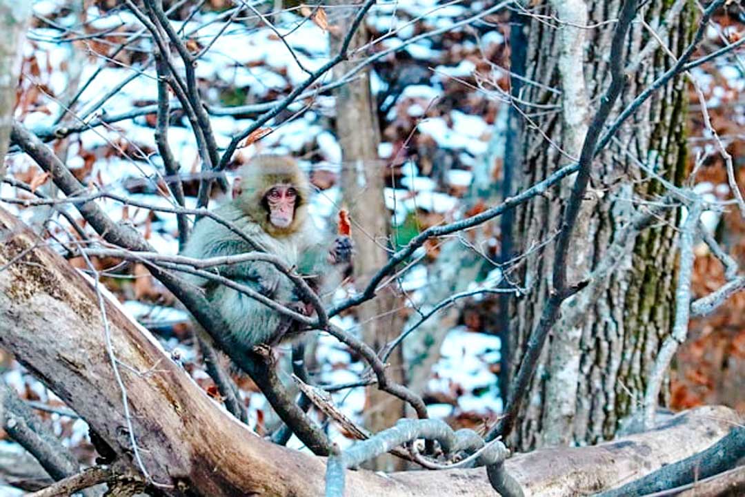 japan schneeaffen nahe nagano japan schneeaffen nahe nagano