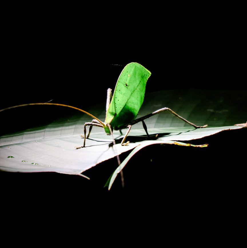 kaefer auf einem blatt im dschungel von puerto maldonado