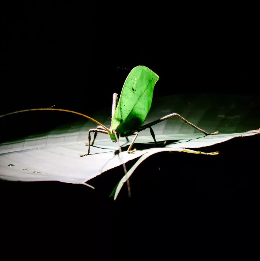 kaefer auf einem blatt im dschungel von puerto maldonado
