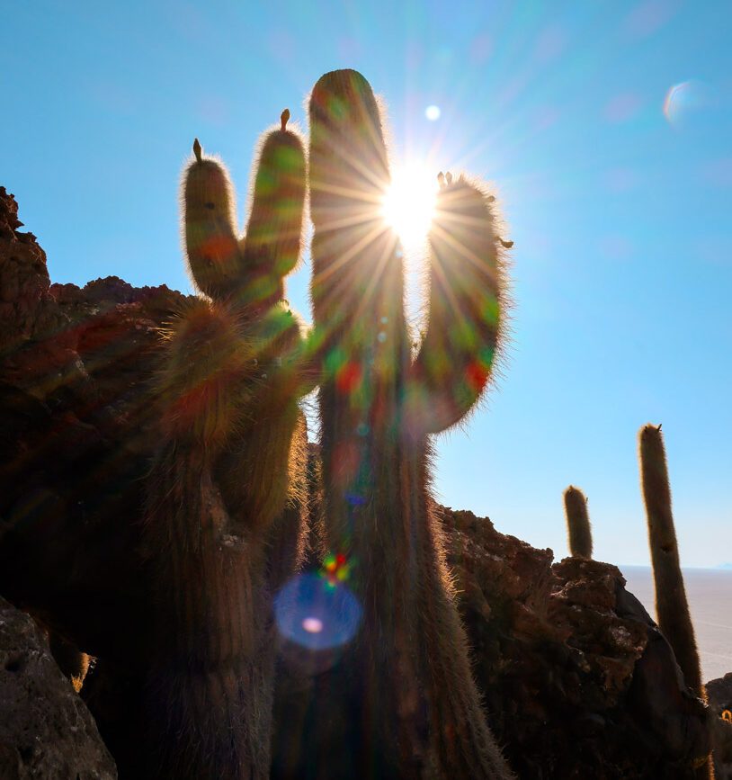 kaktus salar de uyuni