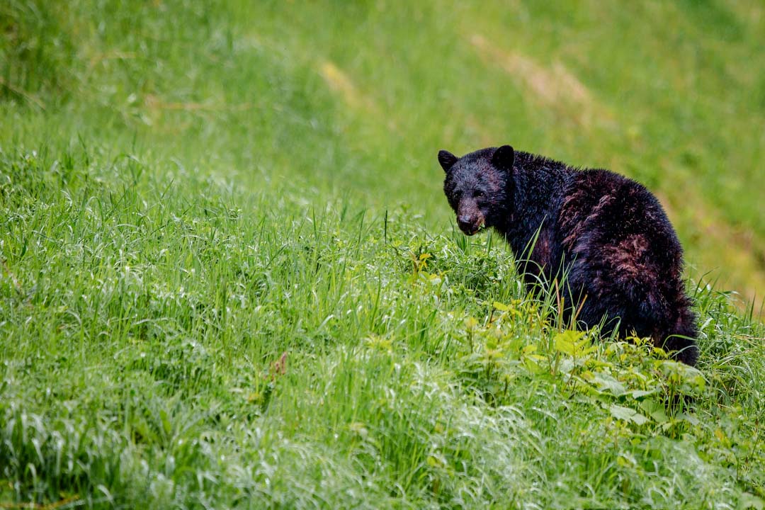 kanada bc wildlife park kanada bc wildlife park