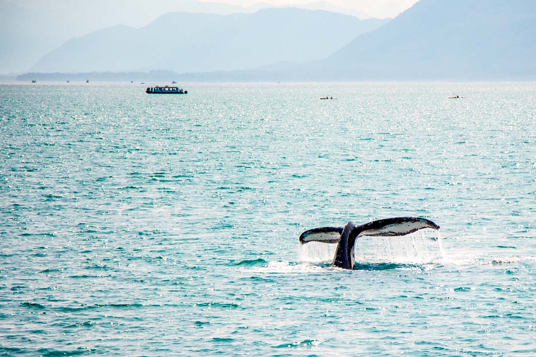 kanada victoria whale watching 2 kanada victoria whale watching 2