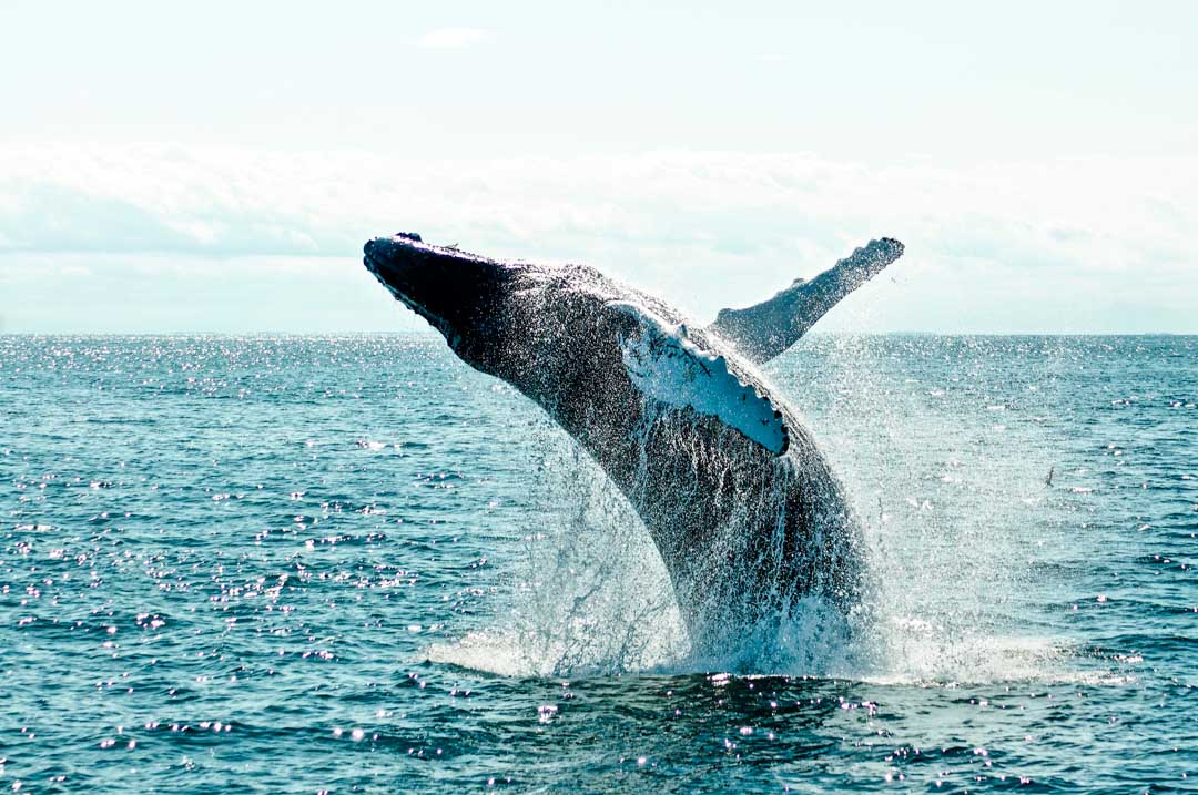 kanada victoria whale watching kanada victoria whale watching
