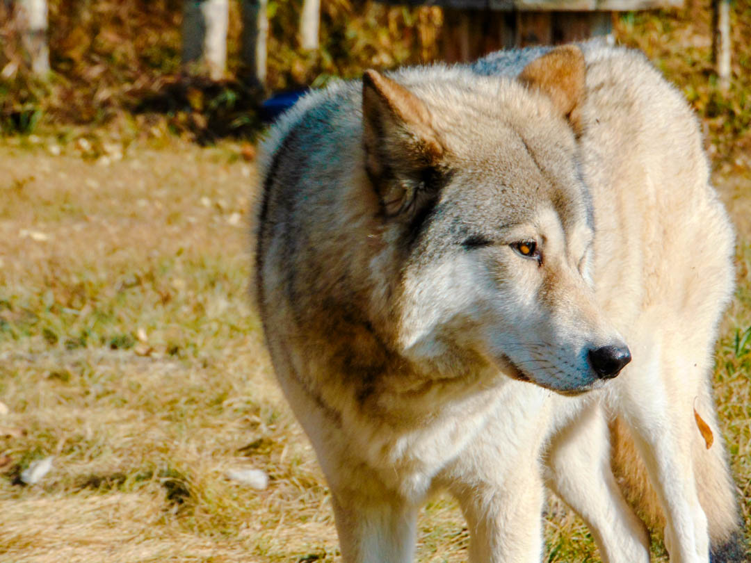 kanada yamnuska wolfdog sanctuary