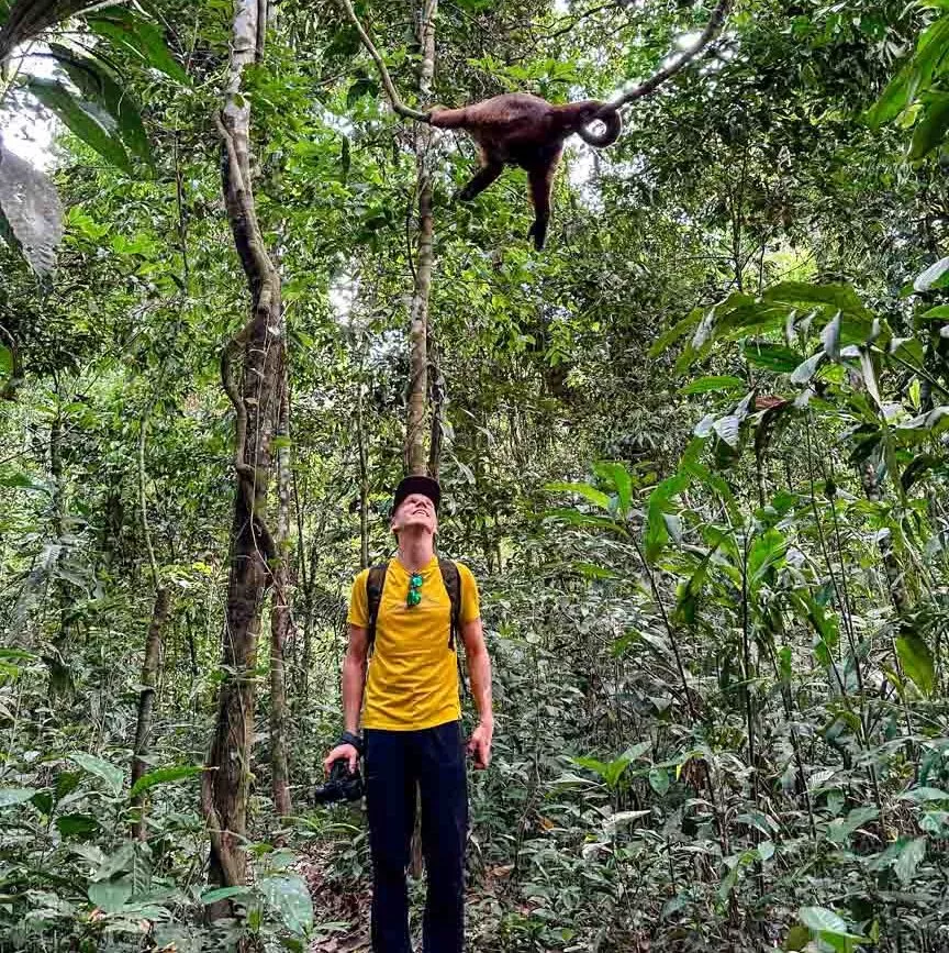mann im dschungel mit affen vom baum