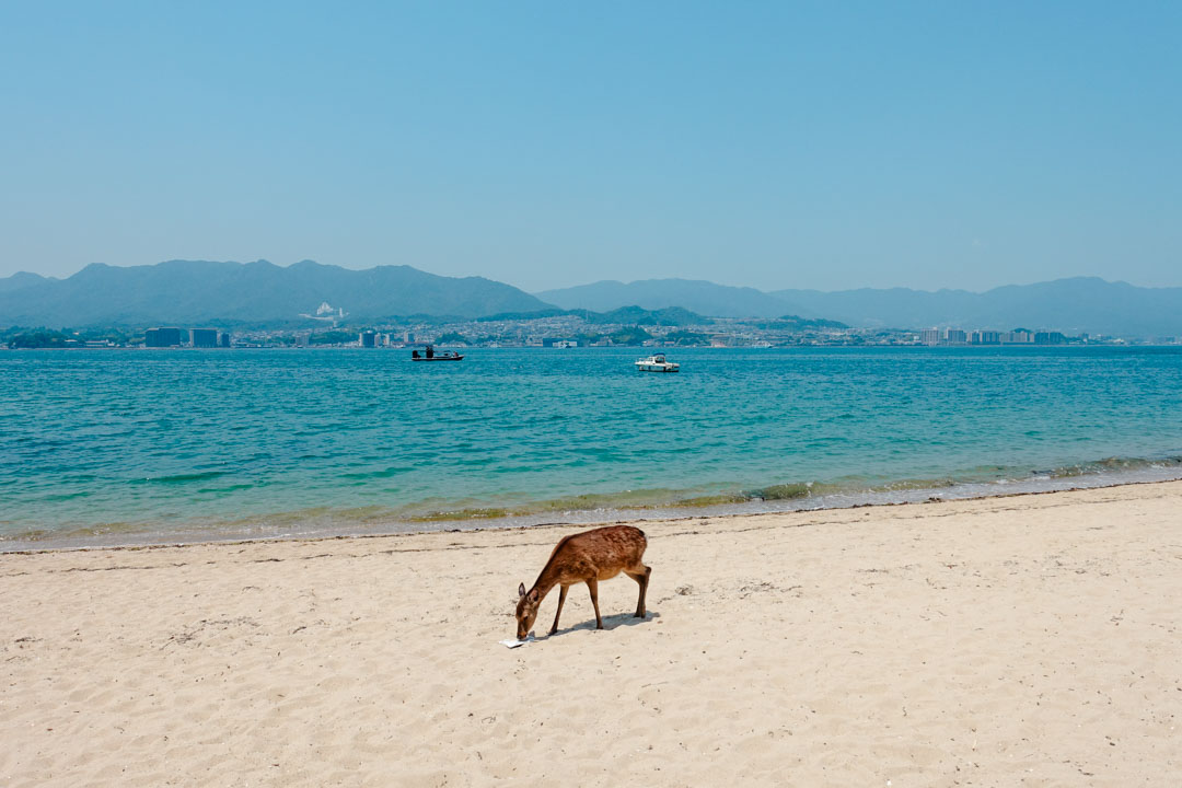 miyajima insel reh am strand miyajima insel reh am strand
