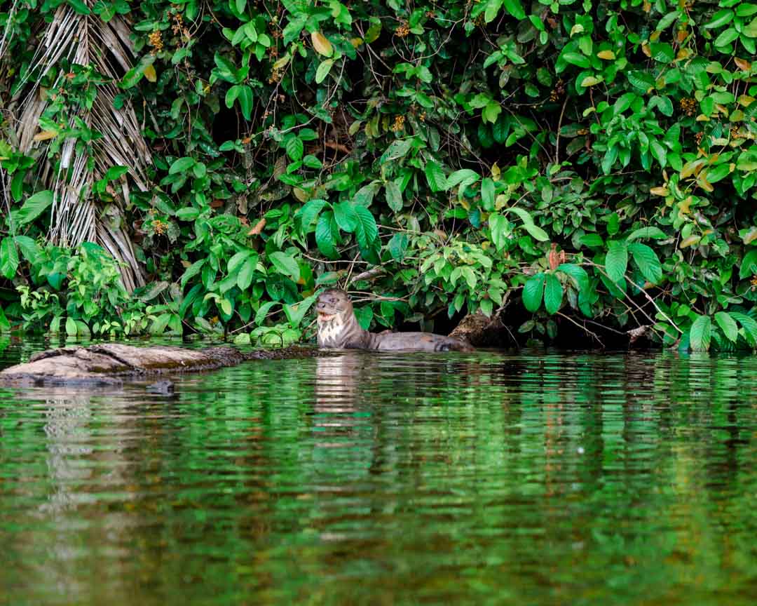 otter schwimmt nahe baum im amazonasgebiet
