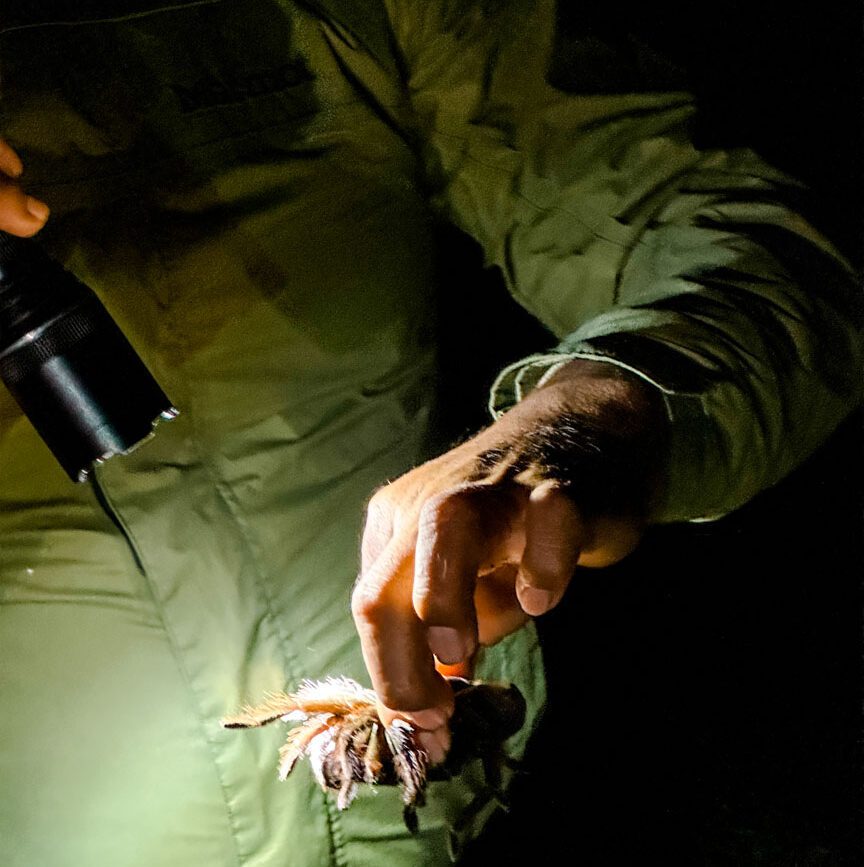 person haelt kleine spinne im amazonas