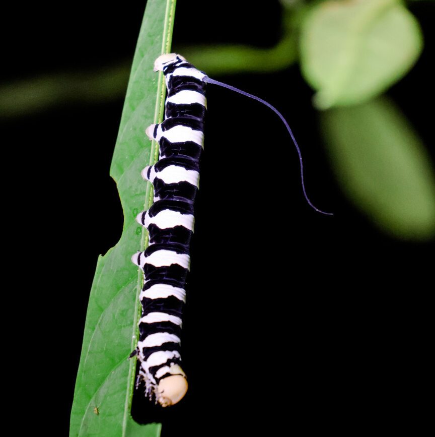 raupe auf blatt im amazonas dschungel
