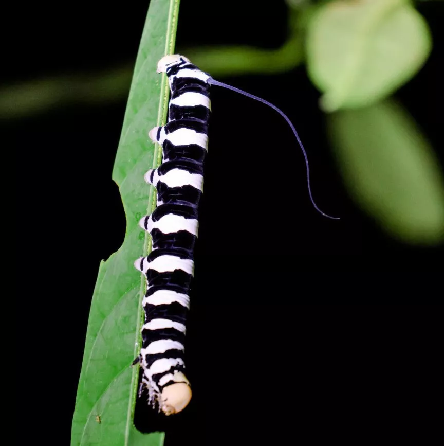 raupe auf blatt im amazonas dschungel