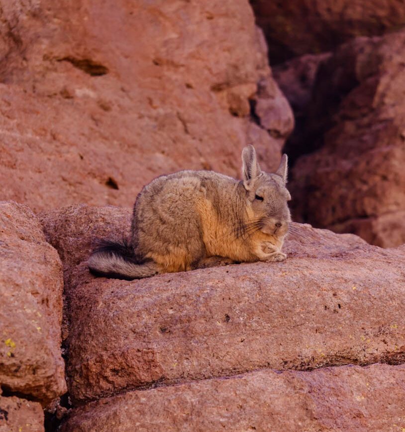 salar de uyuni altiplano halbwueste 2