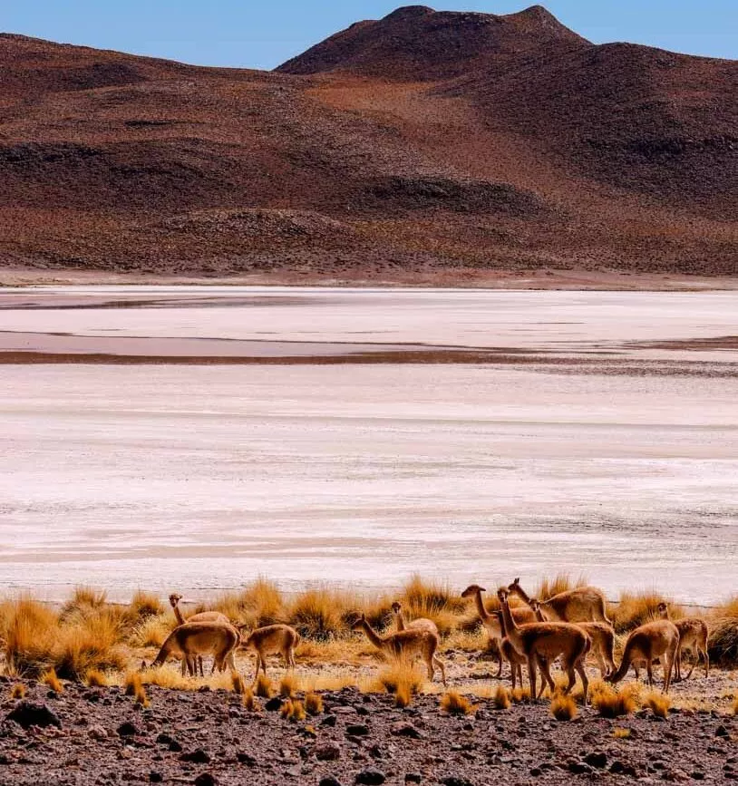 salar de uyuni altiplano halbwueste alpakas