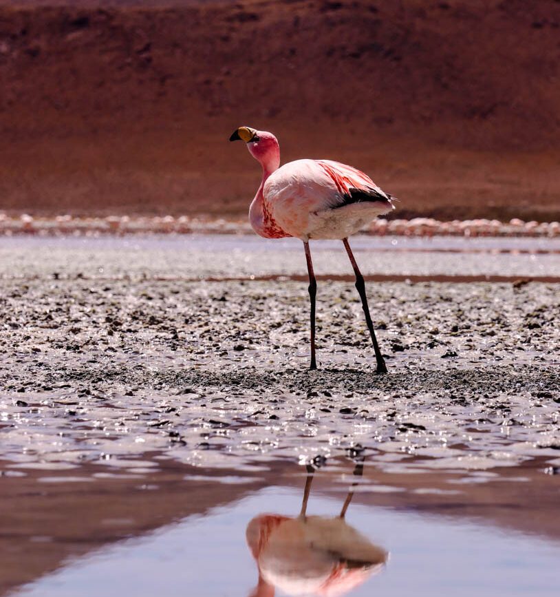 salar de uyuni flamingo