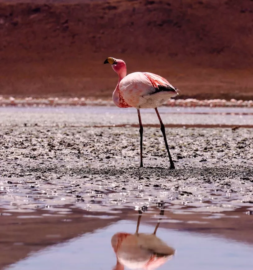 salar de uyuni flamingo