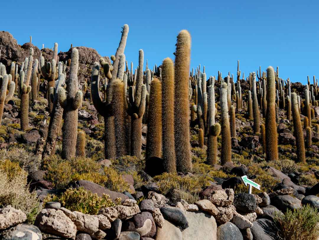 salar de uyuni insel incahuasi