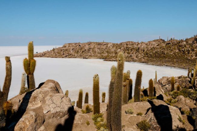 Kaktus, Kaktus, Salar de Uyuni.