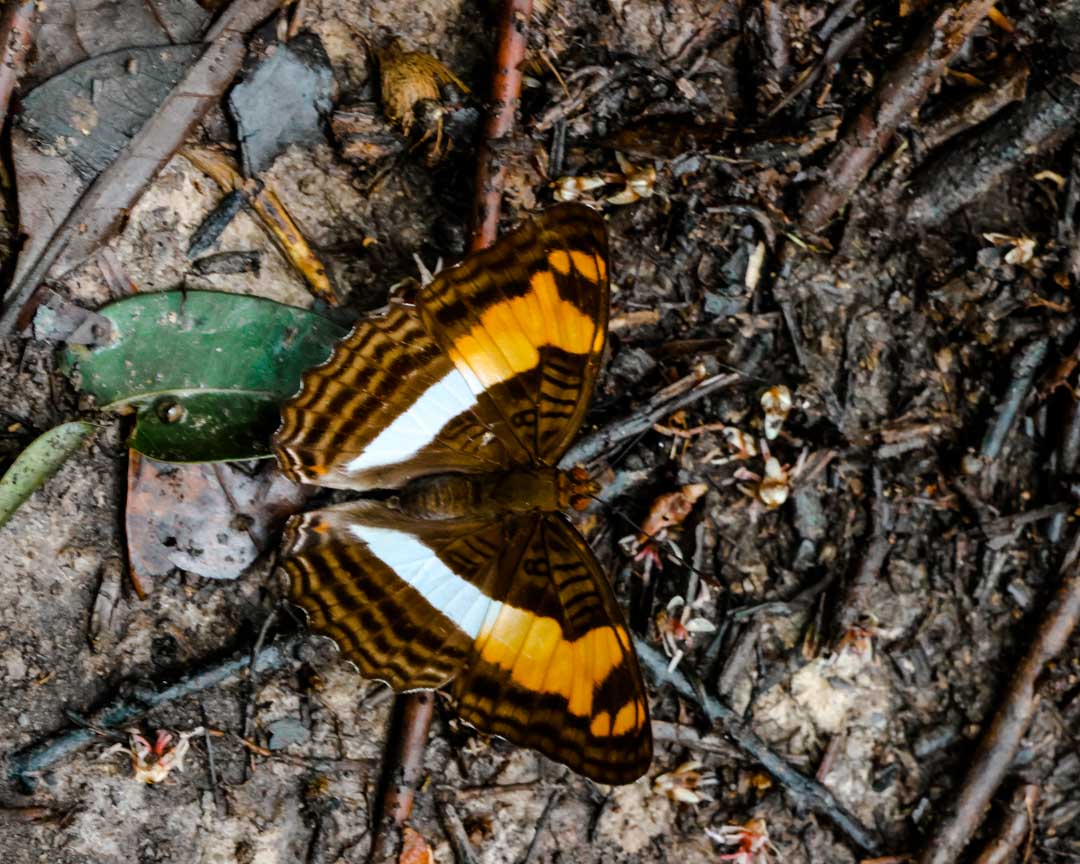 schmetterling im dschungel von puerto maldonado