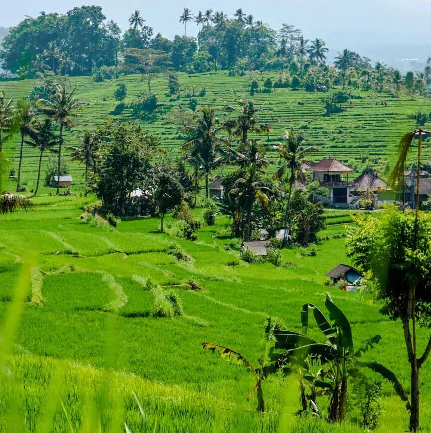 sidemen rice terrace sidemen rice terrace
