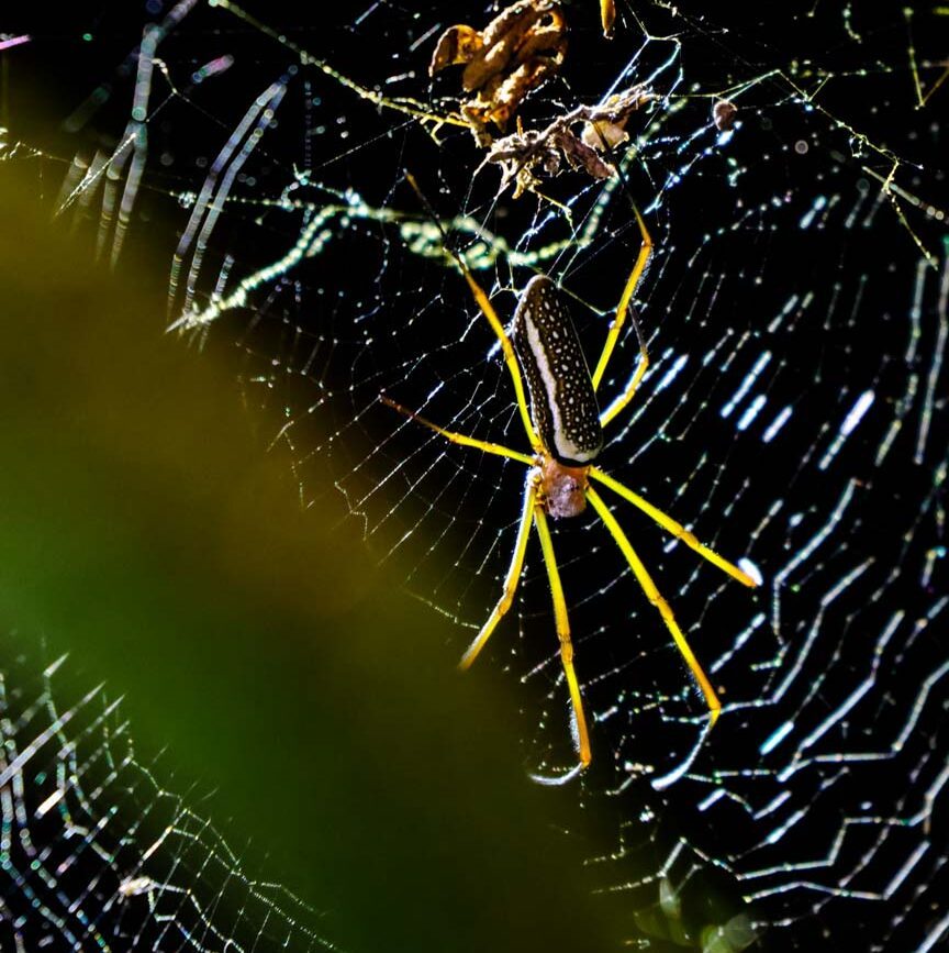spinne webt im dichten amazonasgebiet puerto maldonado