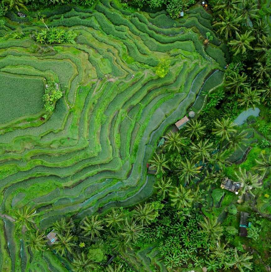 Tegallalang Reisterrassen Drohnenaufnahme