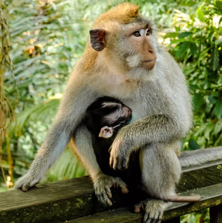 ubud monkey forest ubud monkey forest