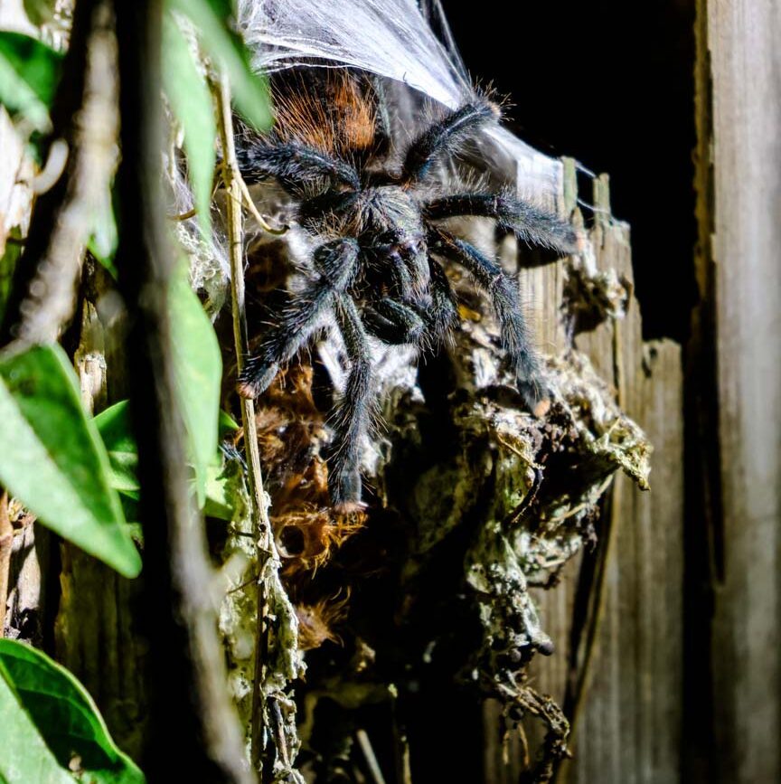 vogelspinne sitzt auf einer holzwand im amazonas
