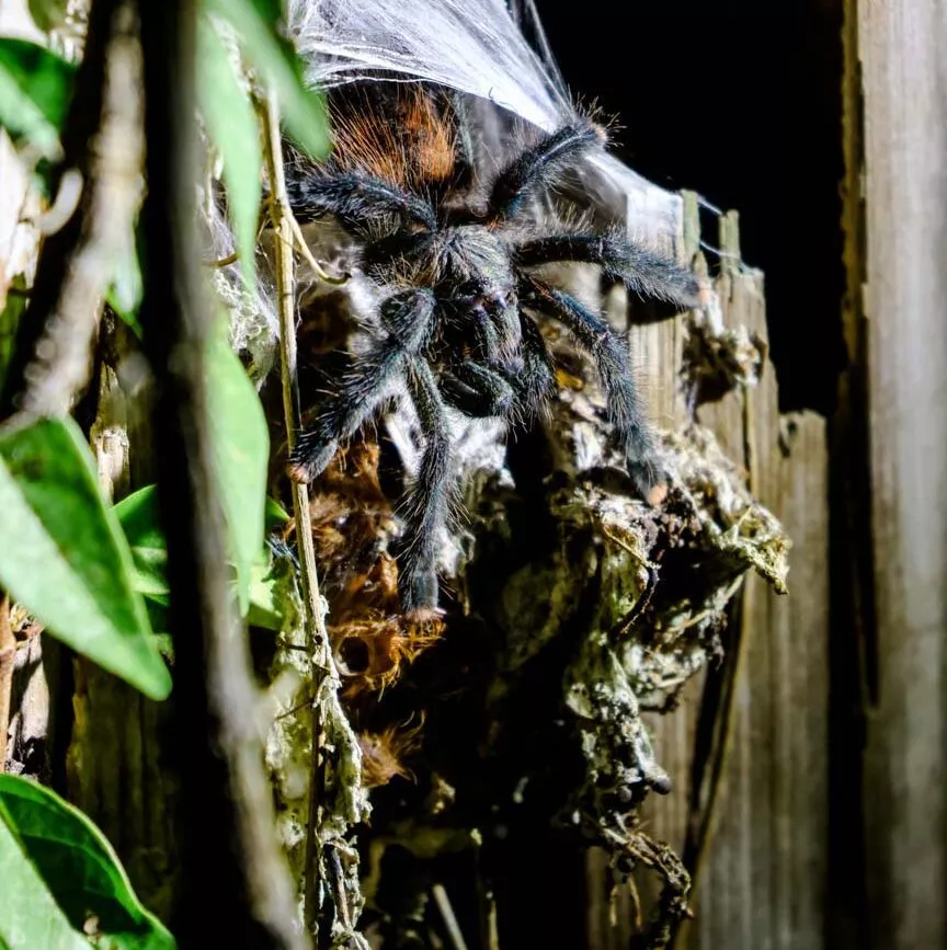 vogelspinne sitzt auf einer holzwand im amazonas