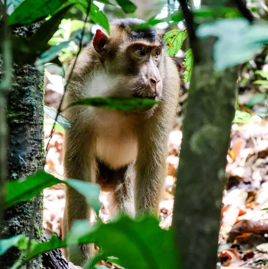 affe im gunung leuser nationalpark auf sumatra