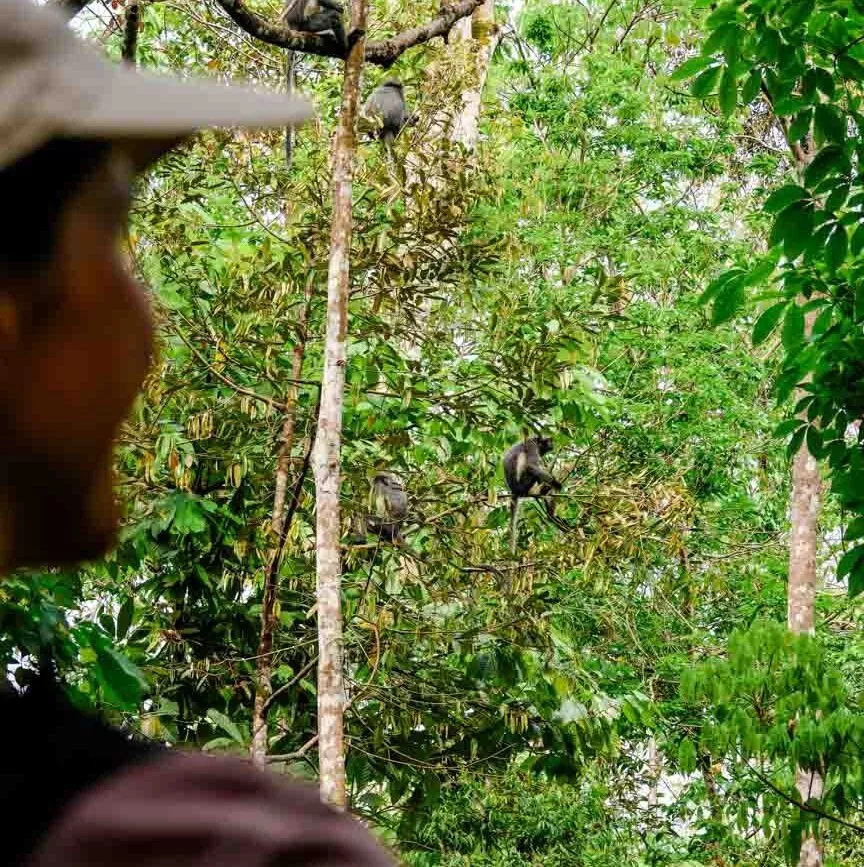affen beim dschungel trekking
