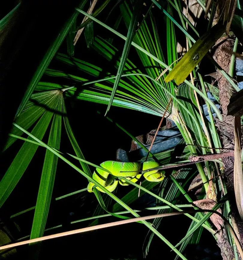 gruene viper bei nachtwanderung mit ipul in bukit lawang