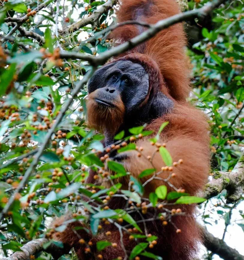 maennlicher orang utan bei freiwilligenarbeit