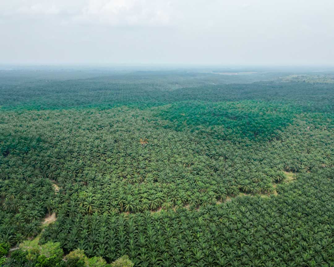 oelplantagen soweit das auge reicht aus sumatra