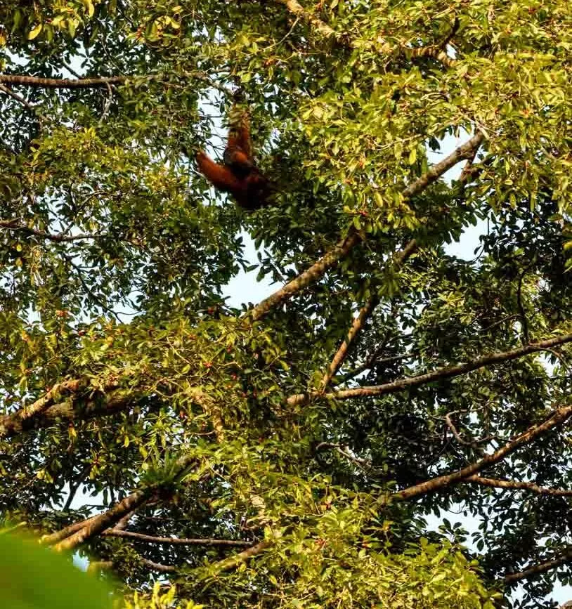 orang utan bei der rangertour