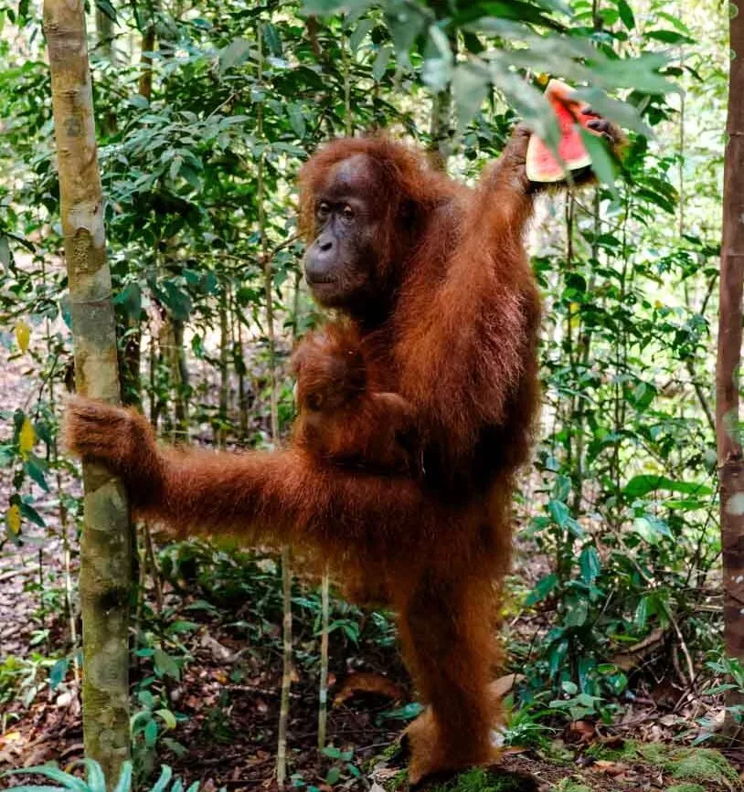 orang utan beim volunteering in indonesien auf sumatra
