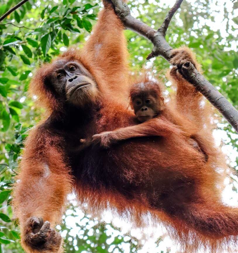 Orang Utan mit Baby beim Volunteering in Indonesien auf Sumatra