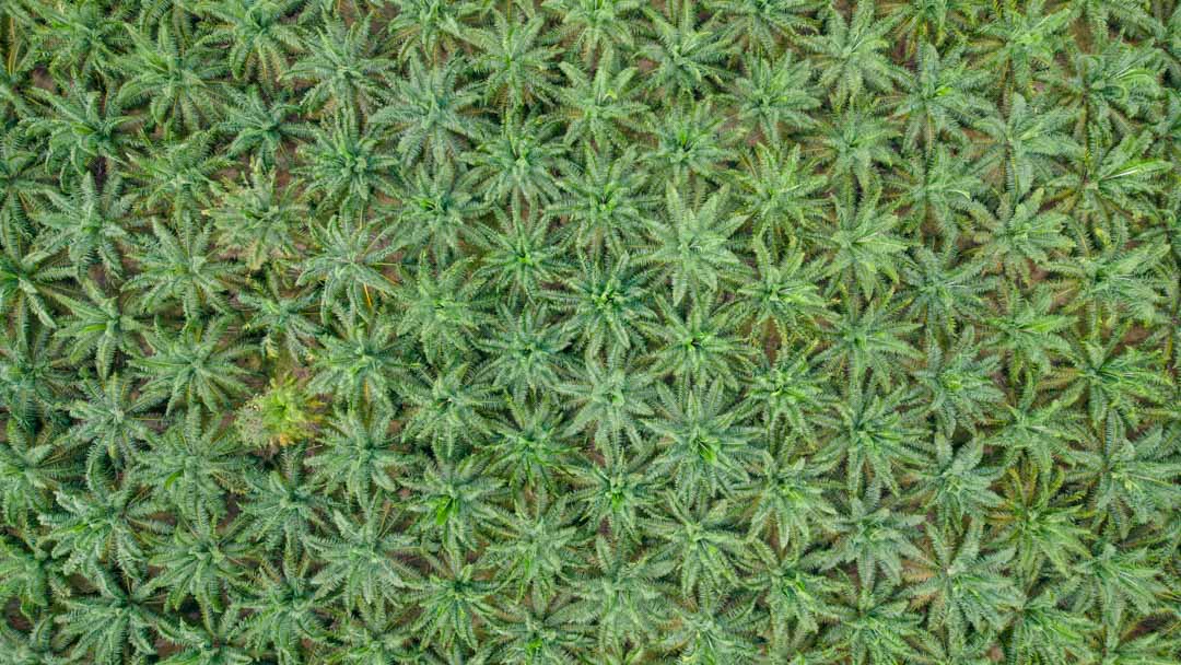 Palmölplantage in Bukit Lawang auf Sumatra