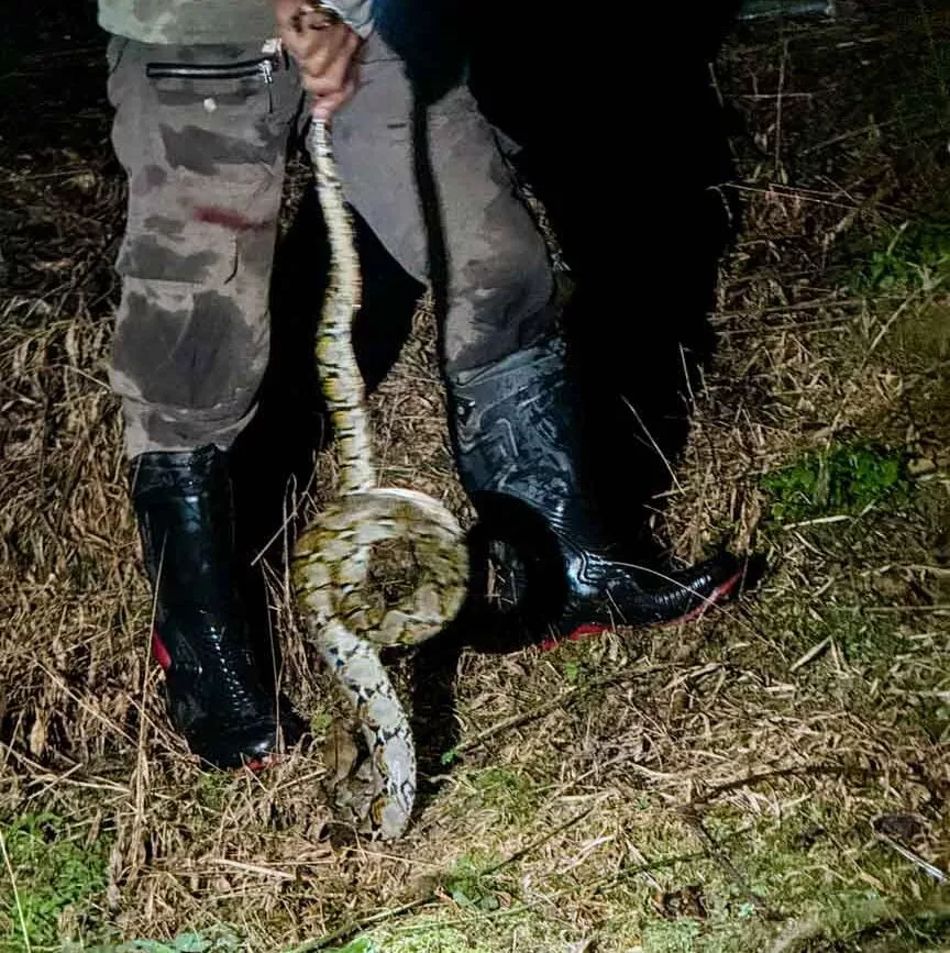 python bei nachtwanderung mit ipul in bukit lawang