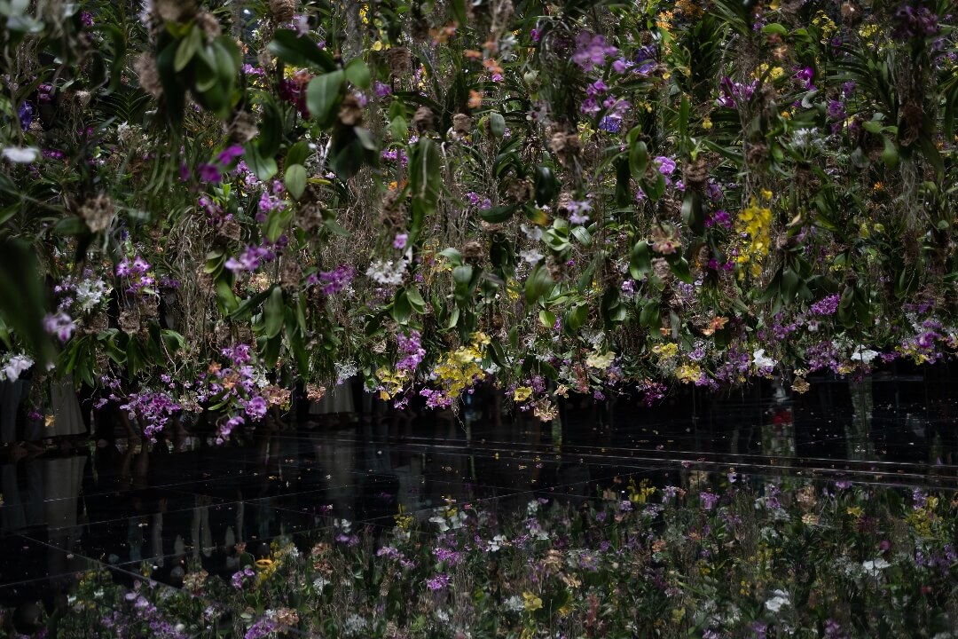teamlab orchideen teamlab orchideen