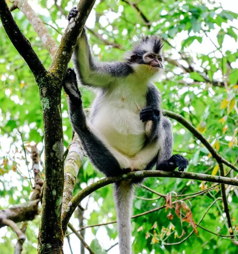 thomas monkey beim dschungel trekking