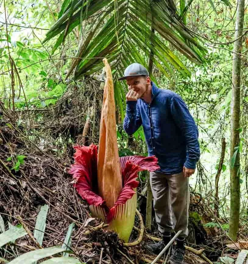 titanwurz im regenwald entdeckt bei freiwilligenarbeit in indonesien 2