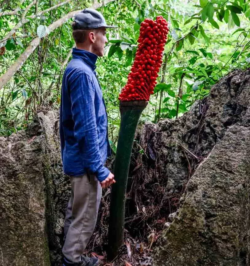 titanwurz im regenwald entdeckt bei freiwilligenarbeit in indonesien