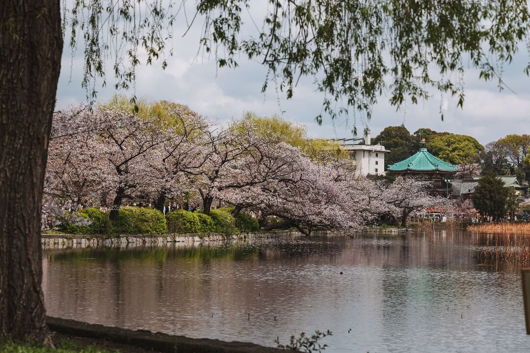 ueno park see ueno park see