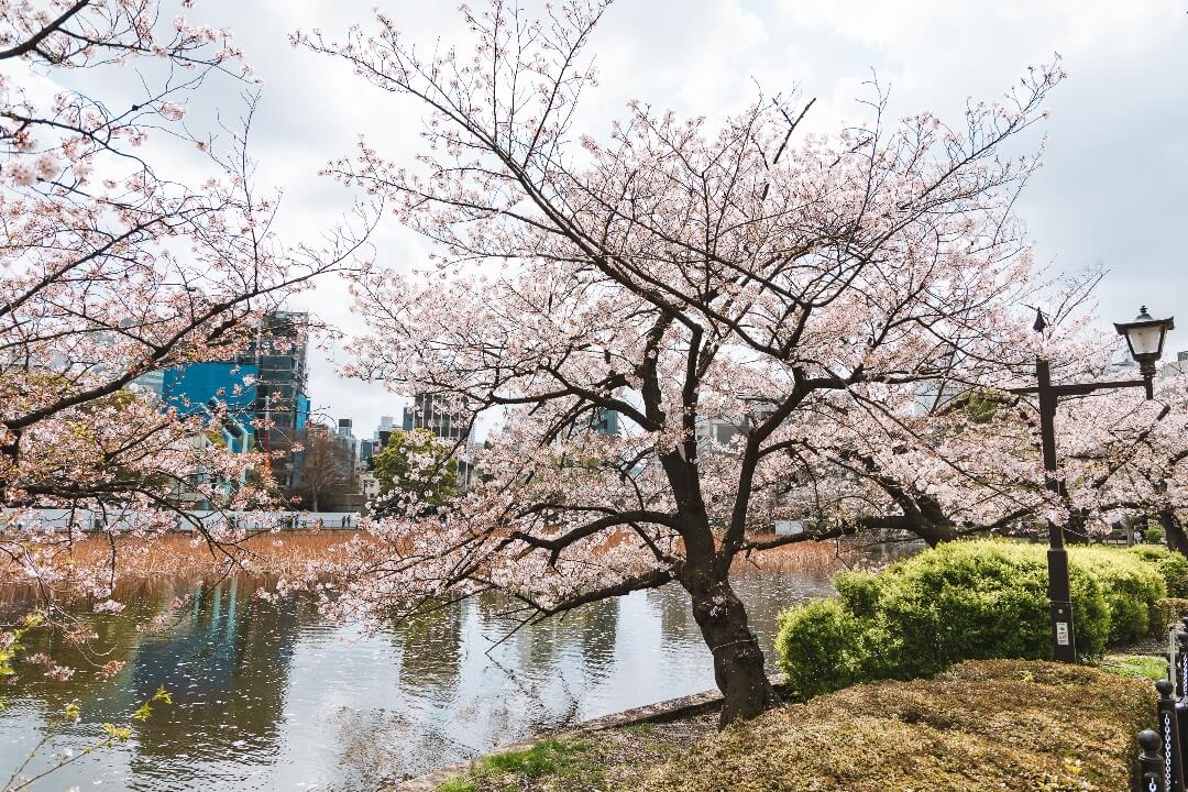 ueno park zur kirschbluete ueno park zur kirschbluete