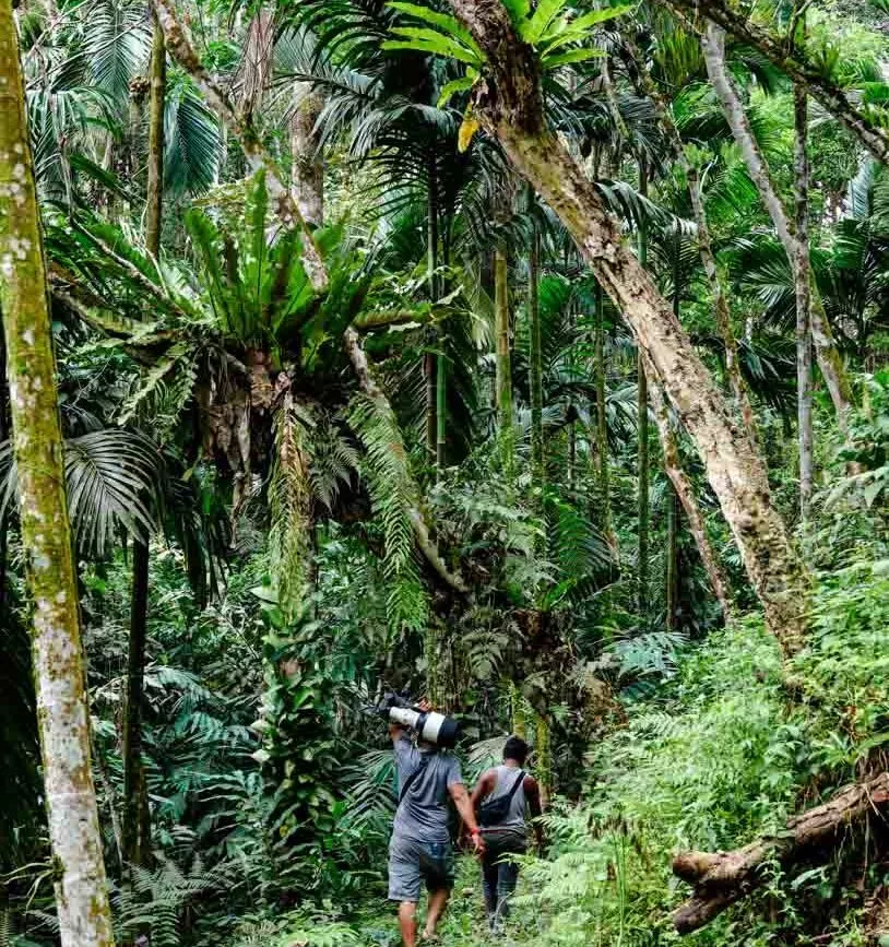 wanderung zur groessten blume der welt in indonesien