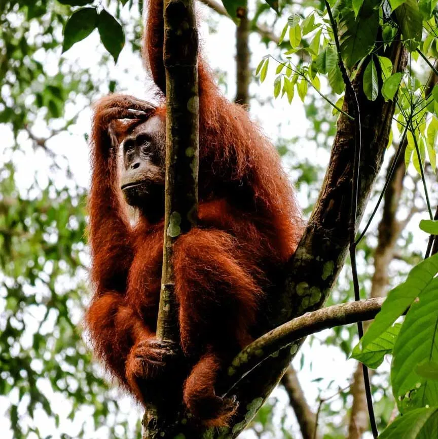 weiblicher orang utan freiwilligenarbeit indonesien