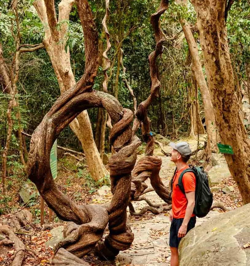 con dao wanderung im nationalpark con dao wanderung im nationalpark