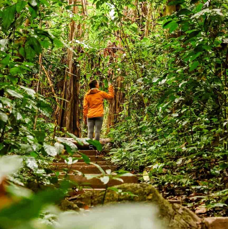 dschungel im cuc phuong nationalpark