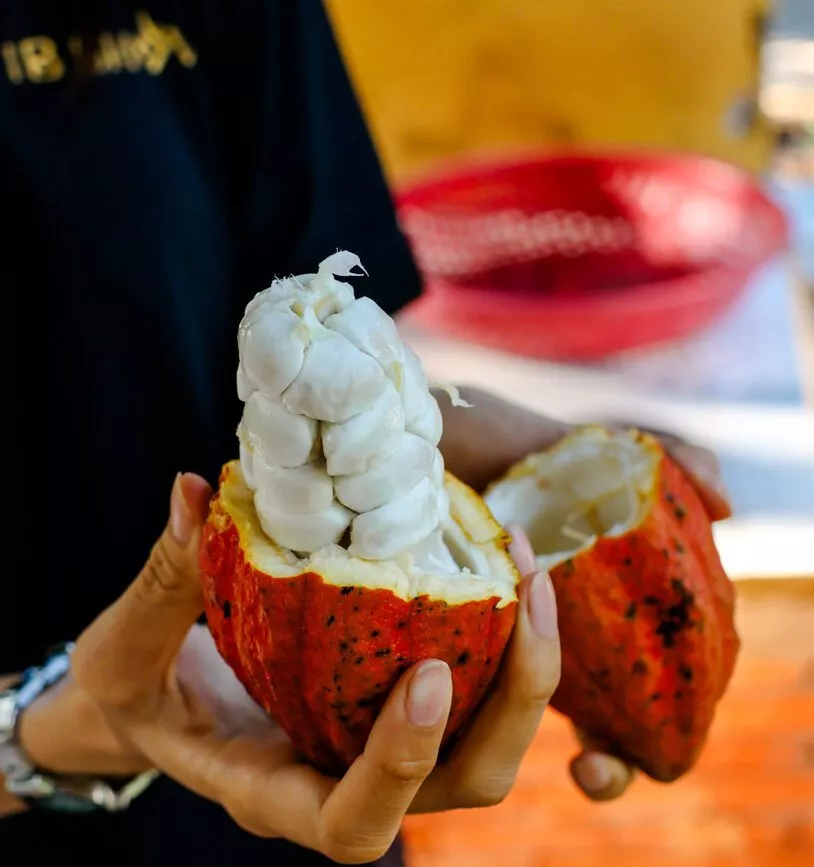 Kakao-Farm in Can Tho