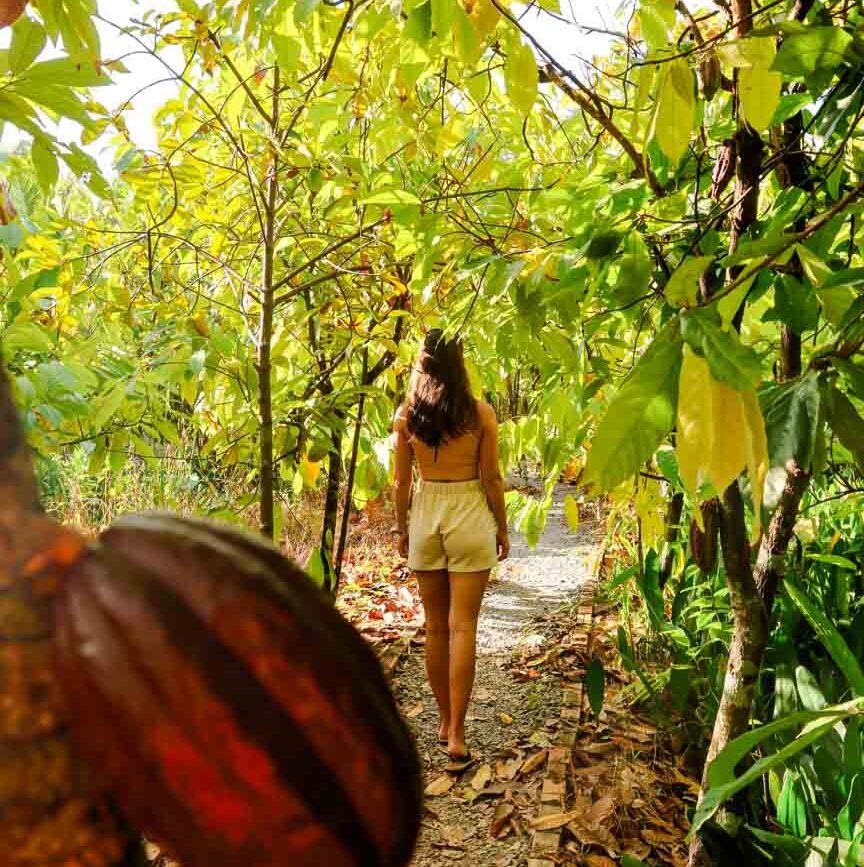 kakao farm in vietnam