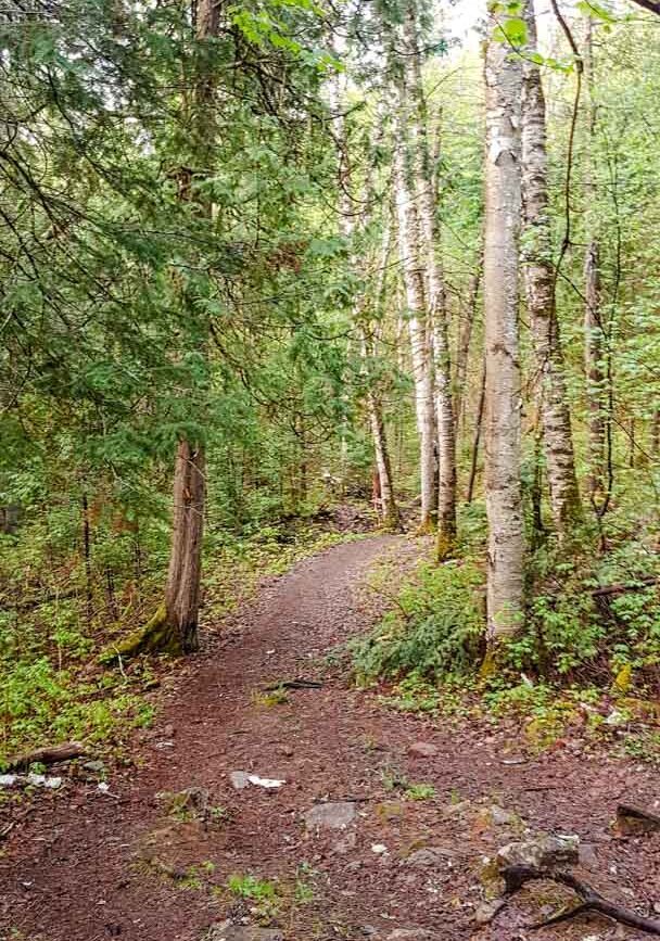 Kanada Algonquin Park Wald